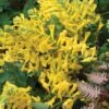 Corydalis 'Canary Feathers' -Garden Whisper Shop CORY V58957 A h