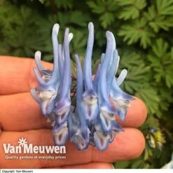 Garden Whisper Shop 7 Garden Whisper Shop -Garden Whisper Shop CORY V59580 B