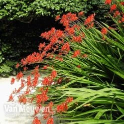 Crocosmia 'Lucifer' 7 Crocosmia 'Lucifer' -Garden Whisper Shop CROC V59582 C