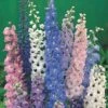 Delphinium 'Magic Fountains Mixed' -Garden Whisper Shop DELP V65272 A h