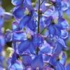 Delphinium 'Blue Bird' (Pacific Hybrid) -Garden Whisper Shop DELP V65280 A h