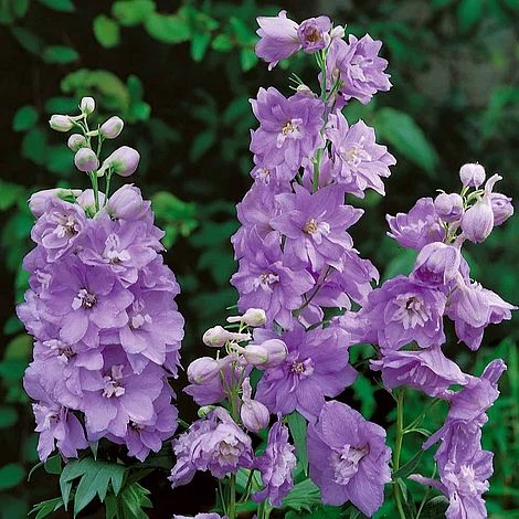 Delphinium 'Cameliard' (Pacific Hybrid) 3 Delphinium 'Cameliard' (Pacific Hybrid)