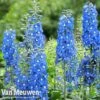 Delphinium 'Summer Skies' (Pacific Hybrid) -Garden Whisper Shop DELP v65292 B