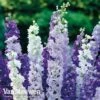 Delphinium Mixed 1 Delphinium Mixed -Garden Whisper Shop DELP MIXED