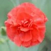 Dianthus 'Diane' -Garden Whisper Shop DIAN V59185 A h