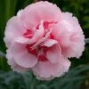 Dianthus 'Doris' -Garden Whisper Shop DIAN V59187 A h