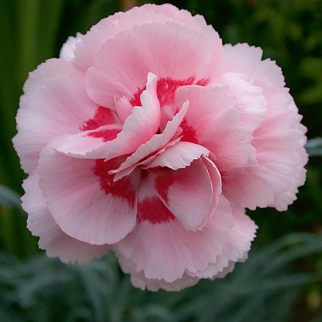 Dianthus 'Doris' 3 Dianthus 'Doris'