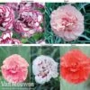 Dianthus 'Cottage Garden Collection' -Garden Whisper Shop DIAN V80355 A2
