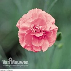 Dianthus 'Cottage Garden Collection' 10 Dianthus 'Cottage Garden Collection' -Garden Whisper Shop DIAN V82918 C