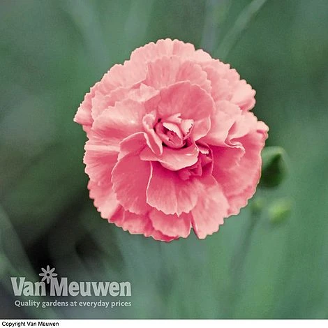 Dianthus 'Cottage Garden Collection' 5 Dianthus 'Cottage Garden Collection' - Image 3