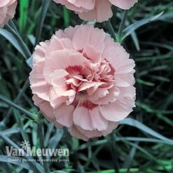 Dianthus 'Cottage Garden Collection' 11 Dianthus 'Cottage Garden Collection' -Garden Whisper Shop DIAN V82918 D