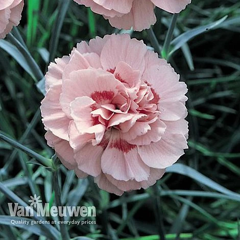 Dianthus 'Cottage Garden Collection' 6 Dianthus 'Cottage Garden Collection' - Image 4