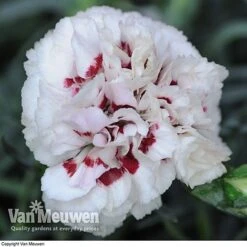 Dianthus 'Cottage Garden Collection' 12 Dianthus 'Cottage Garden Collection' -Garden Whisper Shop DIAN V82918 E