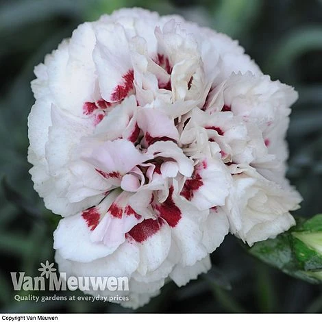 Dianthus 'Cottage Garden Collection' 7 Dianthus 'Cottage Garden Collection' - Image 5