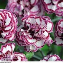 Dianthus 'Cottage Garden Collection' 13 Dianthus 'Cottage Garden Collection' -Garden Whisper Shop DIAN V82918 F