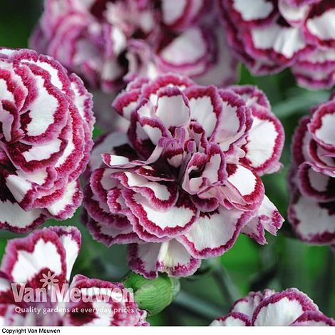 Dianthus 'Cottage Garden Collection' 8 Dianthus 'Cottage Garden Collection' - Image 6