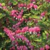 Dicentra Spectablis (Large Plant) 2 Dicentra Spectablis (Large Plant) -Garden Whisper Shop DICE V58779 A h