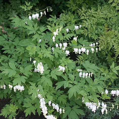 Dicentra Spectablis 'Alba' 3 Dicentra Spectablis 'Alba'