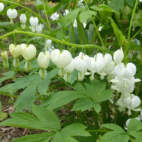 Dicentra Spectablis 'Alba' 4 Dicentra Spectablis 'Alba' - Image 2