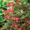 Dicentra Spectablis 'Valentine' 1 Dicentra Spectablis 'Valentine' -Garden Whisper Shop DICE V63444 A h