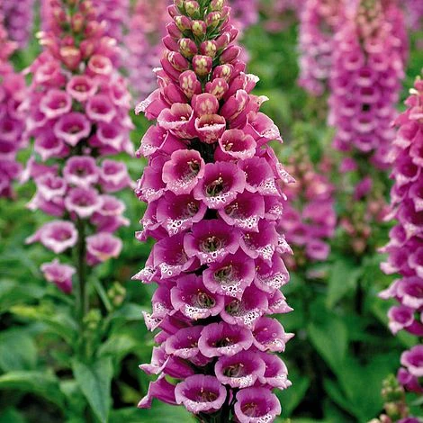 Foxglove 'Camelot Rose' 3 Foxglove 'Camelot Rose'