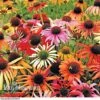 Echinacea Purpurea 'Primadonna Mixed' -Garden Whisper Shop ECHI V46740 A