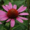 Echinacea Purpurea 'Little Magnus' 1 Echinacea Purpurea 'Little Magnus' -Garden Whisper Shop ECHI V59590 A h