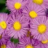 Erigeron Seciosus 'Pink Jewel' 2 Erigeron Seciosus 'Pink Jewel' -Garden Whisper Shop ERIG V65344 A h