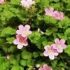 Erodium X Variabile 'Roseum' -Garden Whisper Shop EROD V65352 A h