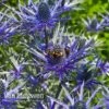 Eryngium 'Blue Steel' 1 Eryngium 'Blue Steel' -Garden Whisper Shop ERYN 42770V A
