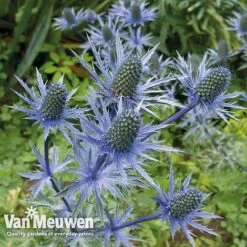 Eryngium 'Blue Steel' -Garden Whisper Shop ERYN 42770V B