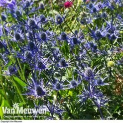 Eryngium 'Blue Steel' -Garden Whisper Shop ERYN 42770V C