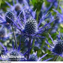 Eryngium 'Blue Steel' -Garden Whisper Shop ERYN 42770V E