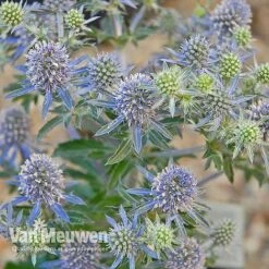 Eryngium Planum 'Blue Hobbit' -Garden Whisper Shop ERYN V46943 C