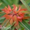 Euphorbia Griffithii 'Fireglow' -Garden Whisper Shop EUPH V48059 A