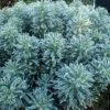 Euphorbia Characias 'Glacier Blue' 1 Euphorbia Characias 'Glacier Blue' -Garden Whisper Shop EUPH V58963 A h