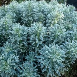 Euphorbia Characias 'Glacier Blue'