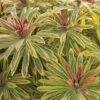 Euphorbia X Martini 'Ascot Rainbow' -Garden Whisper Shop EUPH V63445 A h