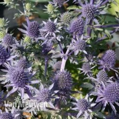 Eryngium Planum 'Blue Hobbit'