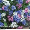Forget-Me-Not 'Sylva Mixed' (Garden Ready) -Garden Whisper Shop FORG VKA7245 A