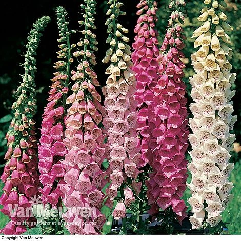 Foxglove 'Excelsior Hybrid Mixed' 4 Foxglove 'Excelsior Hybrid Mixed' - Image 2