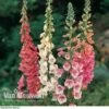 Foxglove 'Excelsior Hybrid Mixed' -Garden Whisper Shop FOXG V11592 B