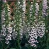 Foxglove 'Camelot Lavender' -Garden Whisper Shop FOXG V59128 A h