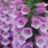 Foxglove 'Dalmation Purple' 1 Foxglove 'Dalmation Purple' -Garden Whisper Shop FOXG V65298 B h