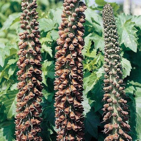 Foxglove 'Milk Chocolate' 3 Foxglove 'Milk Chocolate'