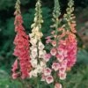 Foxglove 'Excelsior Hybrids' 1 Foxglove 'Excelsior Hybrids' -Garden Whisper Shop FOXG V65316 A h