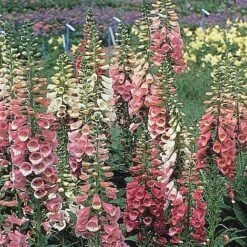 Garden Whisper Shop 12 Garden Whisper Shop -Garden Whisper Shop FOXG V65316 B h