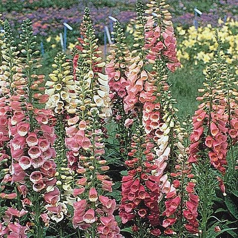 Foxglove 'Excelsior Hybrids' 4 Foxglove 'Excelsior Hybrids' - Image 2