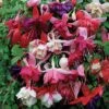 Nuserymans Choice Fuchsias -Garden Whisper Shop FUCH V13282 A h