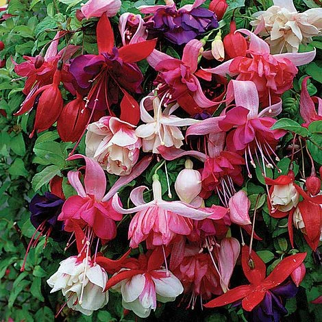 Nuserymans Choice Fuchsias 3 Nuserymans Choice Fuchsias
